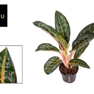Aglaonema other Aglaonema Orange Flame
(10 Plants/Order)(12cmP 40cmH)