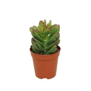 Crassula Gandalf Crassula gandalf 5,5 cm
(20 Plants/Order)(5.5cmP 8cmH)