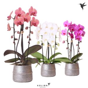 Phalaenopsis Elegant Cascade Kolibri Orchids Phalaenopsis Cascade Niagara Fall mix 2 spike in Groove Pot silv
(3 Plants/Order)(12cmP 50cmH)