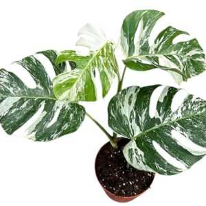 Monstera Variegata Monstera Deliciosa Variegata
(4 Plants/Order)(17cmP 50cmH)