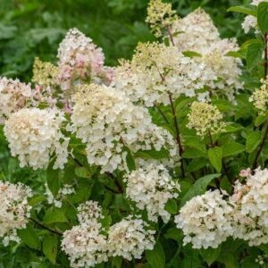 Hydrangea paniculata NATURE 2 NATURE - Butterfly Hydrangea pan. 'Silver Dollar'
(1 Plants/Order)(19cmP 45cmH)
