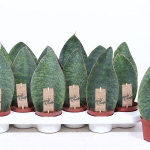 Sansevieria Sansevieria Victoria
(12 Plants/Order)(10.5cmP 25cmH)
