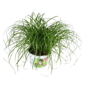 Cyperus Zumula Cyperus alternifolius Zumula in bedrukte Pot
(10 Plants/Order)(12cmP 30cmH)