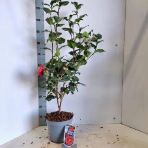 Camellia japonica Dr King Camellia japonica 'Dr King'
(1 Plants/Order)(23cmP 100cmH)