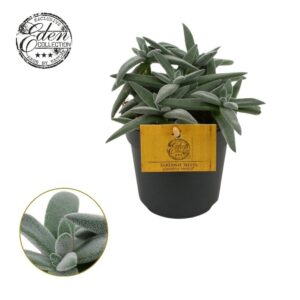 Crassula Kraaiepootje Crassula Tenelli 10,5cm
(10 Plants/Order)(10.5cmP 15cmH)
