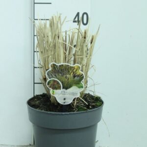 Pennisetum alopecuroides Pennisetum alop. ' Black Beauty' P23
(1 Plants/Order)(23cmP 40cmH)