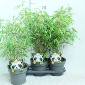 Fargesia rufa Fargesia rufa P19
(1 Plants/Order)(19cmP 70cmH)