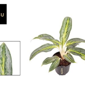 Aglaonema other Aglaonema Emerald Stone
(10 Plants/Order)(12cmP 35cmH)