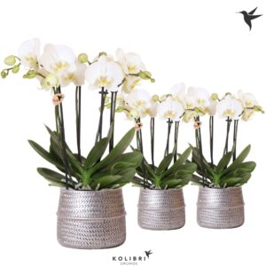 Phalaenopsis white more Ripsen Kolibri Orchids Phalaenopsis Jewel Ghent 4 spike in Groove Pot silver
(3 Plants/Order)(12cmP 40cmH)