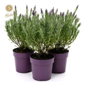 Lavandula Anouk Lavandula st. 'Anouk'® Collection P10,5
(15 Plants/Order)(10.5cmP 30cmH)