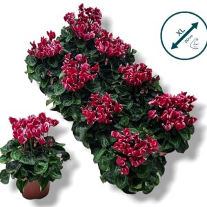 Cyclamen Tianis Fantasia Magenta WIJNROOD
(8 Plants/Order)(10.5cmP 20cmH)