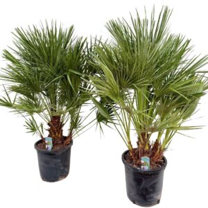 Chamaerops humilis Chamaerops humilis P30
(1 Plants/Order)(30cmP 130cmH)