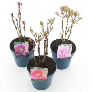Paeonia suffruticosa Paeonia suffruticosa mix C3 (19cm.)
(21 Plants/Order)(19cmP 40cmH)