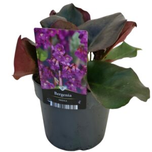 Bergenia cordifolia Eroica Bergenia Eroica
(6 Plants/Order)(17cmP 35cmH)