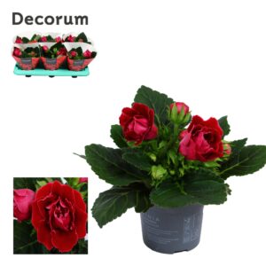 Sinningia Sonata Red Gloxinia Sonata red 13 cm Decorum
(6 Plants/Order)(13cmP 20cmH)