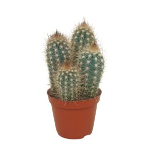 Cactus Pilosocereus braunii Group 8,5 cm
(18 Plants/Order)(8.5cmP 12cmH)