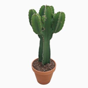 Euphorbia Ingens Euphorbia ingens small 31 cm
(1 Plants/Order)(31cmP 90cmH)