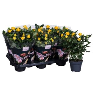 Rosa PatioHit Nolina Roses Ø 13 cm Yellow
(8 Plants/Order)(13cmP 36cmH)