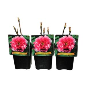 Paeonia suffruticosa Paeonia Suffruticosa 'Rou fu Rong' C5
(1 Plants/Order)(21cmP 45cmH)