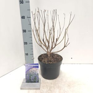 Caryopteris x clandonensis Caryopteris cland. 'Thetis' PBR
(1 Plants/Order)(17cmP 40cmH)