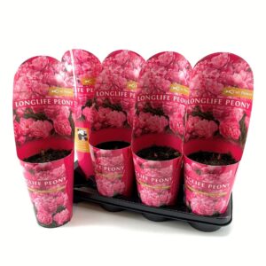 Paeonia Paeonia 14CM C2 pink Longlife
(8 Plants/Order)(14cmP 25cmH)