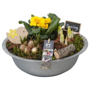 Arrangementen PTBM3785 Arrangement Flower Bulbs mix in metalen schaal
(1 Plants/Order)(29cmP 19cmH)