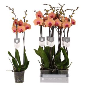 Phalaenopsis Caribbean Dream Phalaenopsis Caribbean Dream, 2-spike 18+
(10 Plants/Order)(12cmP 80cmH)