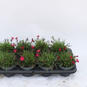 Carnation Diantica Red Flash Diantica red flash
(8 Plants/Order)(13cmP 20cmH)