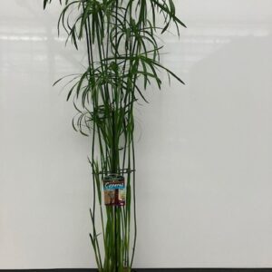 Cyperus Cyperus glabor
(1 Plants/Order)(23cmP 130cmH)