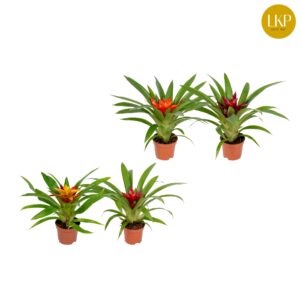 Guzmania Guzmania Compact mixed (Met Hoes)
(11 Plants/Order)(9cmP 30cmH)