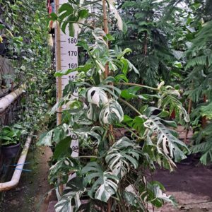 Monstera Variegata Monstera Deliciosa Variegata bush
(1 Plants/Order)(35cmP 220cmH)