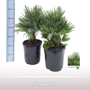 Chamaerops humilis var. argen Chamaerops compacto
(1 Plants/Order)(22cmP 55cmH)