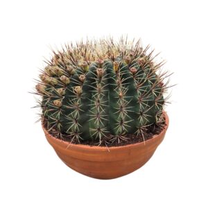 Cactus Ferocactus histrix 36 cm
(1 Plants/Order)(36cmP 45cmH)