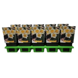 Lilium Lilium 'Miss Peculair XXL' P11
(10 Plants/Order)(11cmP 25cmH)