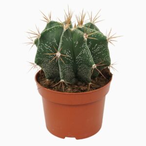 Astrophytum ornatum Astrophytum ornatum 13 cm
(6 Plants/Order)(13cmP 15cmH)