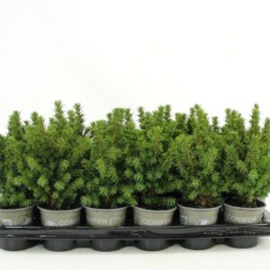 Picea glauca Alberta Globe Picea glauca 'Alberta Globe'
(24 Plants/Order)(9cmP 12cmH)