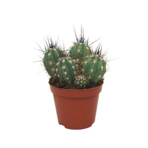 Stetsonia coryne Stetsonia coryne 8,5 cm
(18 Plants/Order)(8.5cmP 12cmH)