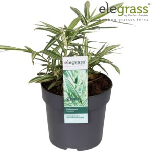 Pleioblastus variegatus Pleioblastus variegatus P14
(6 Plants/Order)(14cmP 40cmH)