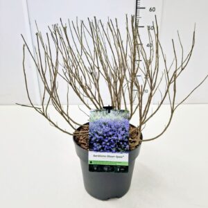 Caryopteris x clandonensis Caryopteris cland. 'Blauer Spatz' C5
(1 Plants/Order)(23cmP 60cmH)