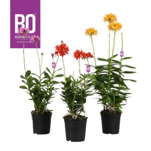 Epidendrum Epidendrum P12 BO mix
(12 Plants/Order)(12cmP 50cmH)