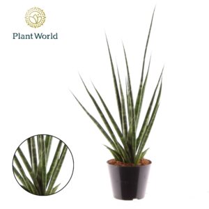 Sansevieria Cylindrica Sansevieria 'Digitorum'
(21 Plants/Order)(8.5cmP 25cmH)