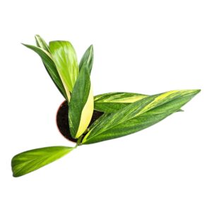 Epipremnum pinnatum Epipremnum Amplissimum Variegata
(8 Plants/Order)(13cmP 20cmH)