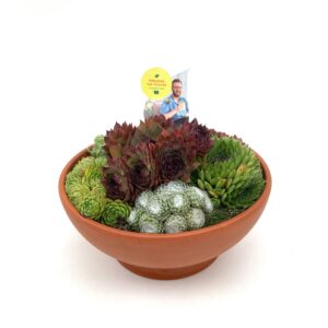 Arrangementen Sempervivum SEMPERVIVUM TERRACOTTA SCHAAL 23.0 + ETIKET
(2 Plants/Order)(23cmP cmH)
