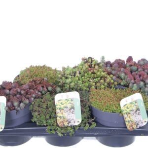 Sedum other Sedum mix in tray
(1 Plants/Order)(17cmP 25cmH)