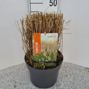 Pennisetum orientale Pennisetum Ori. Flamingo P26
(1 Plants/Order)(26cmP 40cmH)