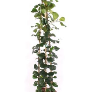 Ficus Trinova Ficus Trinova
(1 Plants/Order)(27cmP 150cmH)