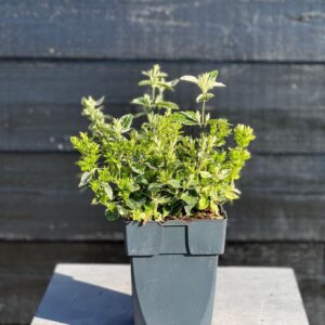 Euonymus fortunei Harlequin Euonymus fortunei 'Harlequin' P17
(6 Plants/Order)(17cmP 40cmH)