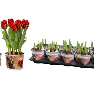 Tulipa other Tulp King Tut 12 cm - Parrot
(10 Plants/Order)(12cmP 15cmH)