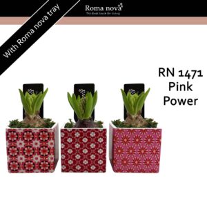 Hyacinthus Arrangement 1471 - Pink Power (Hyacint)
(12 Plants/Order)(8cmP 16cmH)