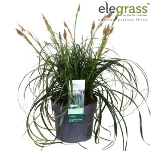 Siergrassen mix Carex 'Ribbon Falls' P19
(1 Plants/Order)(19cmP 40cmH)